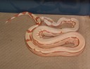 Sunglow Arabesque