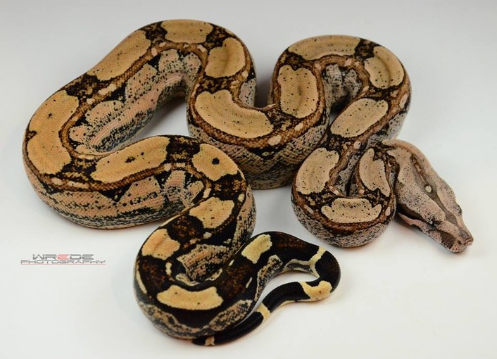 10153585_4066567638084_1841587639_n