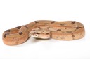 Fire Diamond Hypo