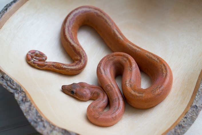 155 - T+ Sunglow Leopard