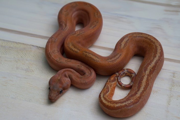 156 - T+ Sunglow Leopard