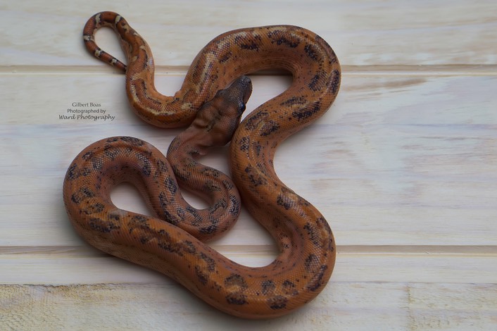 163 - T+SL Hypo Leopard het T+ Watermark