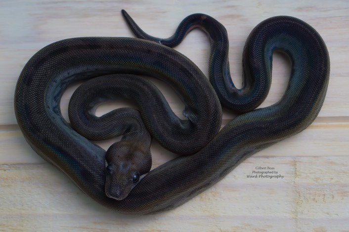 255 - Blackberry Female Watermark