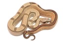 Motley het PD