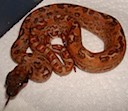 Orangetail Hypo Leopards