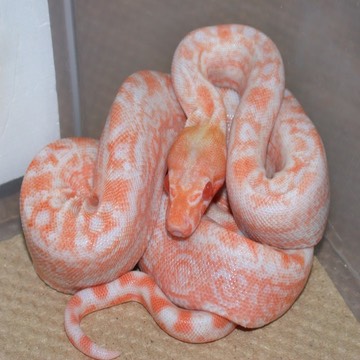 Albino Leopard