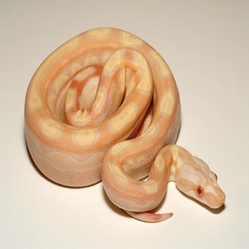 AlbinoMotleyCeliaChienMartin