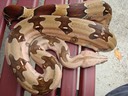 Guyana Boa