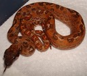 #1 OT Hypo Leopard