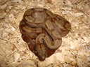 Female Nov. 27, 09