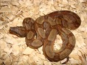 Male Nov. 27, 09