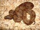 Male