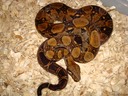 Female 11/27/09