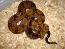 Female 11/27/09