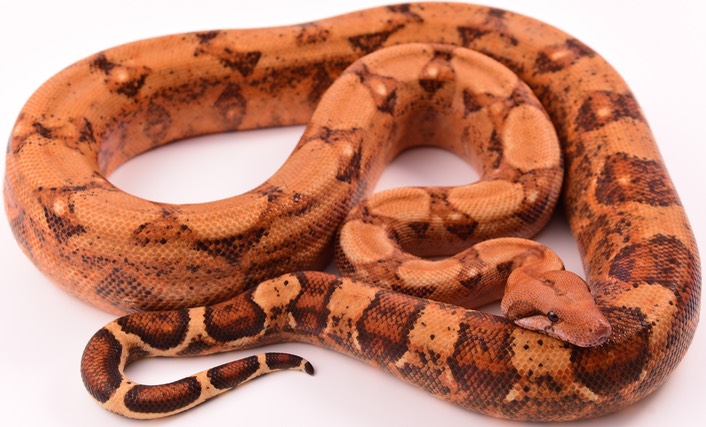 Expo and Christopher-80