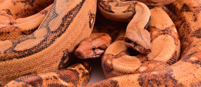 Expo and Christopher-84