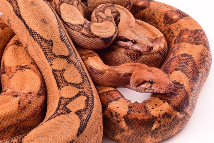 Expo and Christopher-94