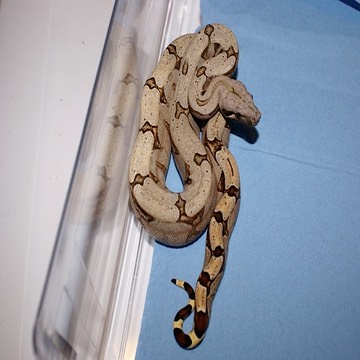 '07 female