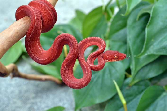 Red Calico Tiger ATB