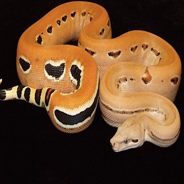 Scoria